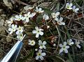 Pygmy-Flower Rock-Jasmine